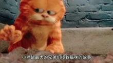 猫吃老鼠搞笑视频,喵星人与鼠小弟的欢乐对决